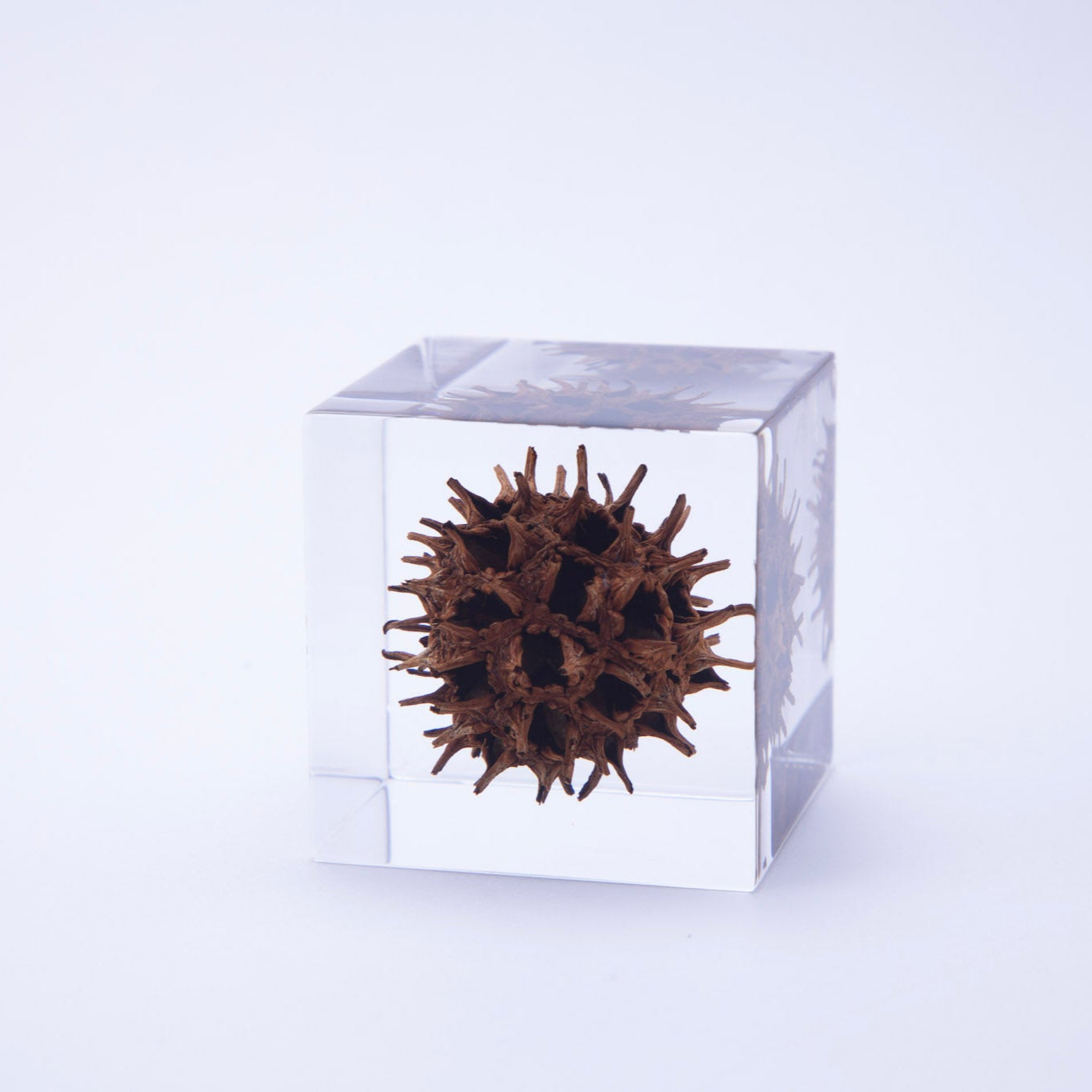 Clear cube with a textured brown object inside on a white background