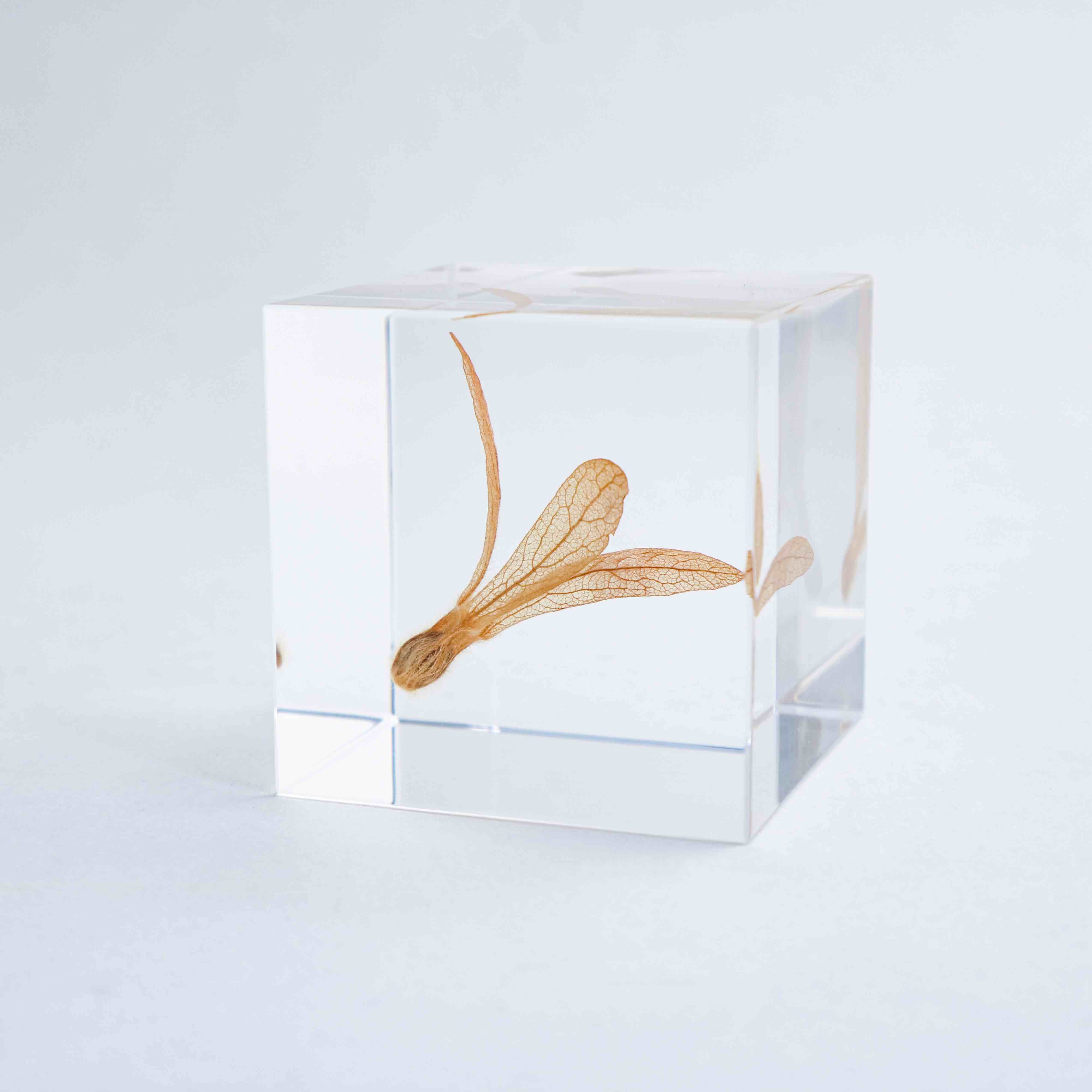 Ant Tree SOLA CUBE