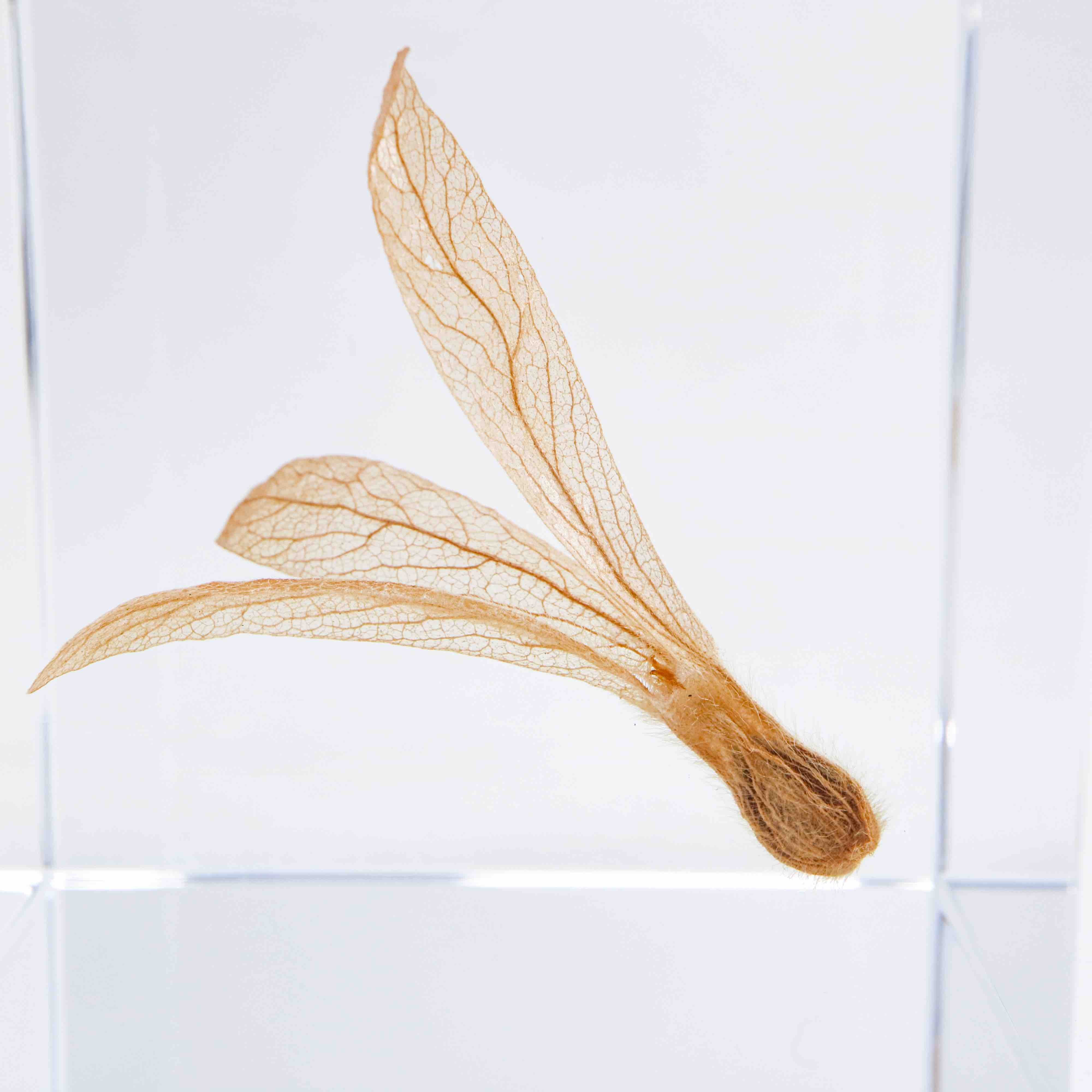 Ant Tree SOLA CUBE