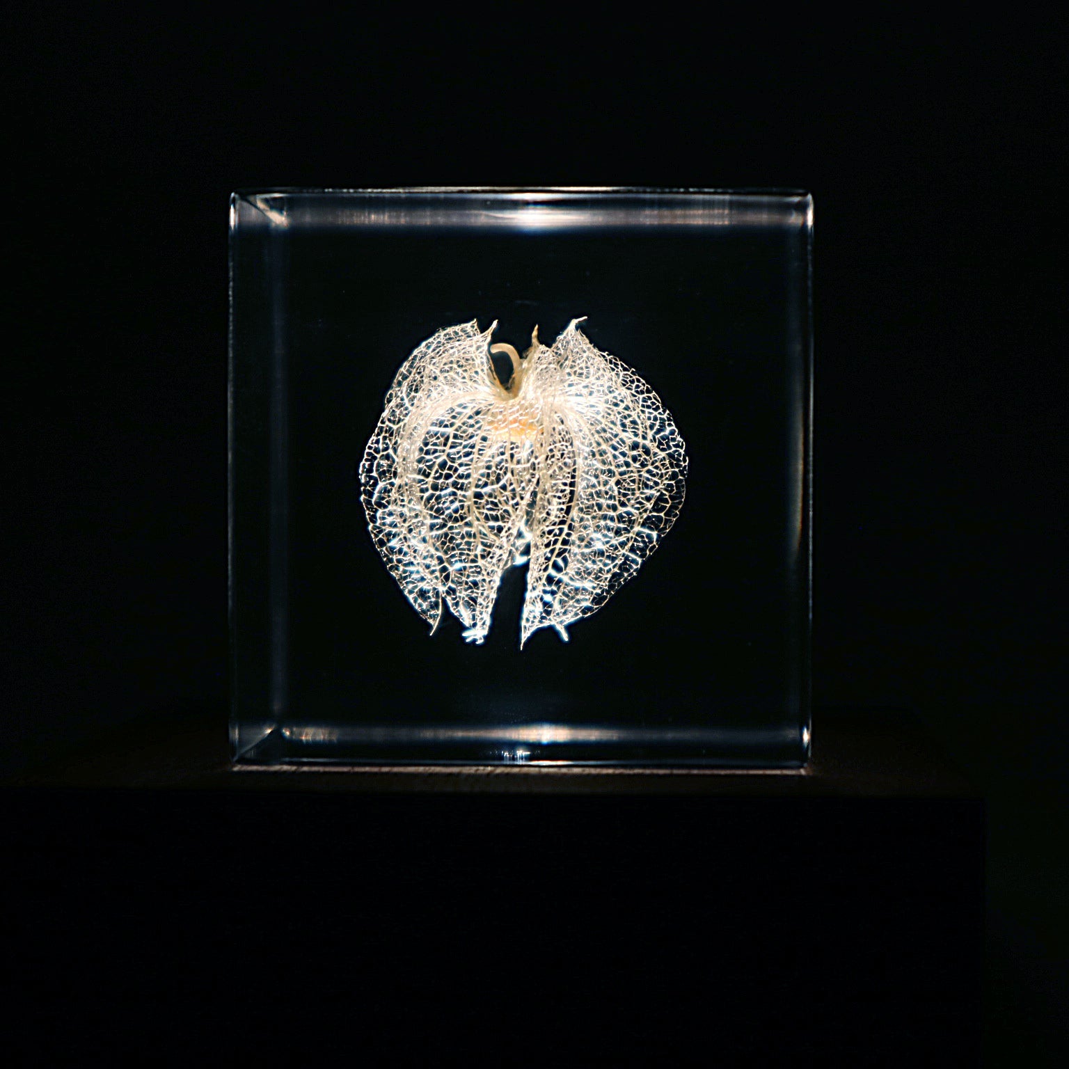Decorative glass box with a white leaf-like design on a black background