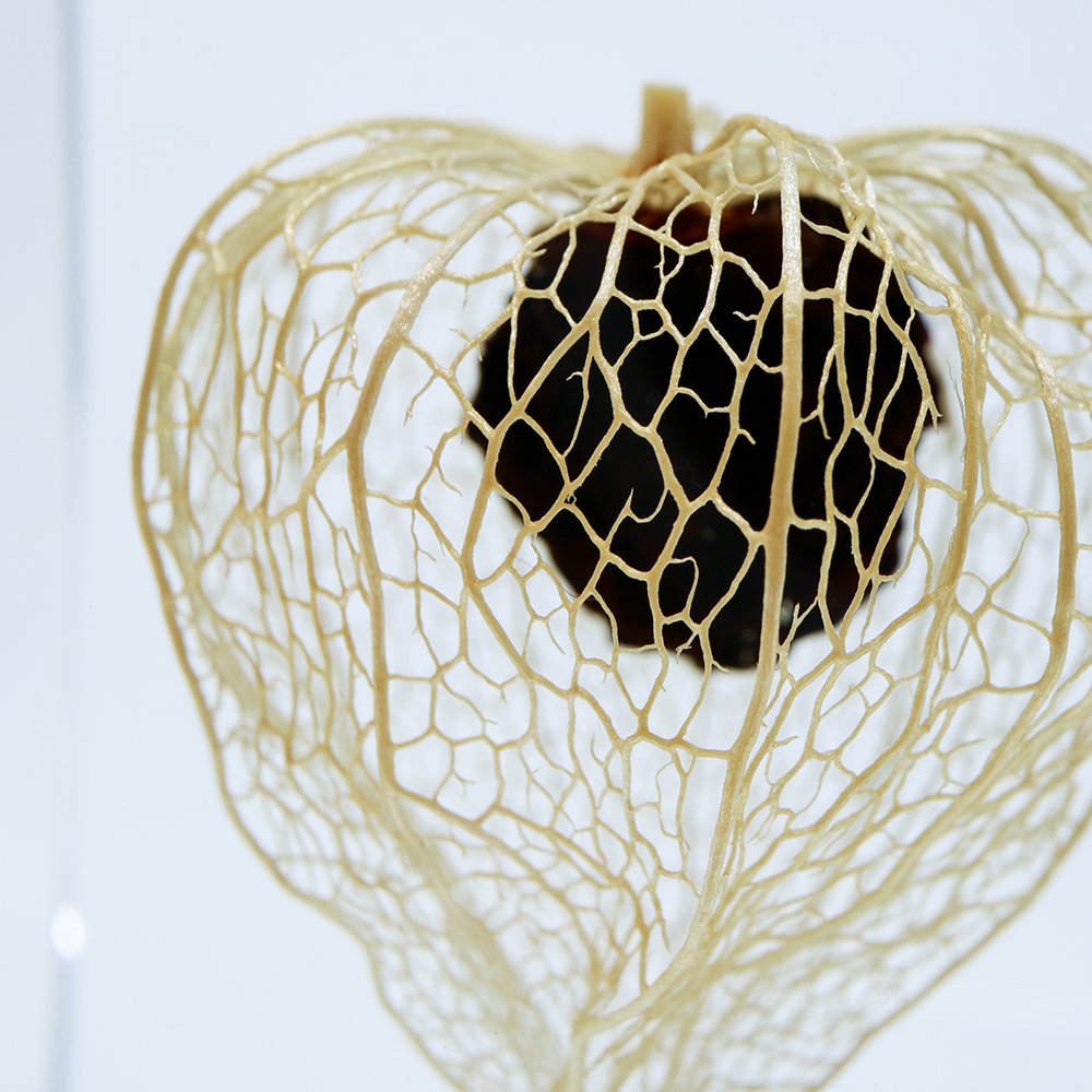 Chinese Lantern Plant SOLA CUBE - large