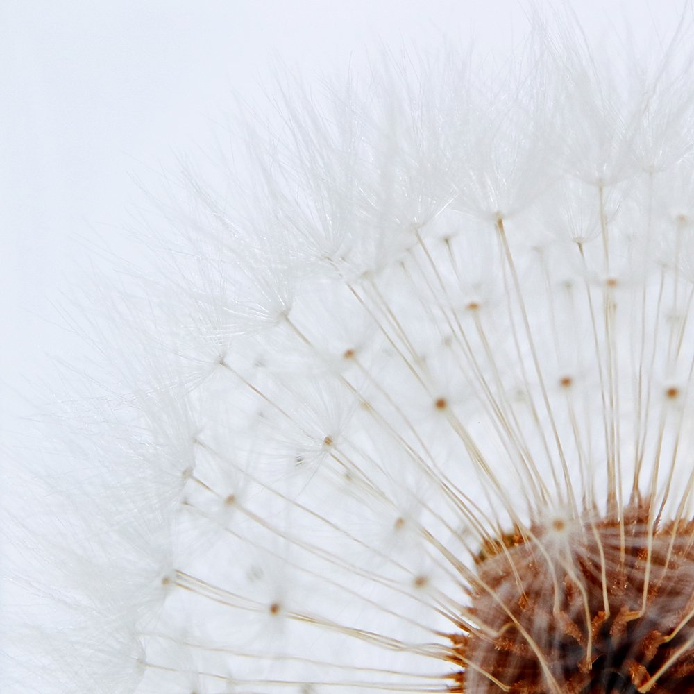 Dandelion SOLA CUBE