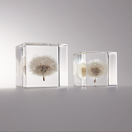 Dandelion SOLA CUBE