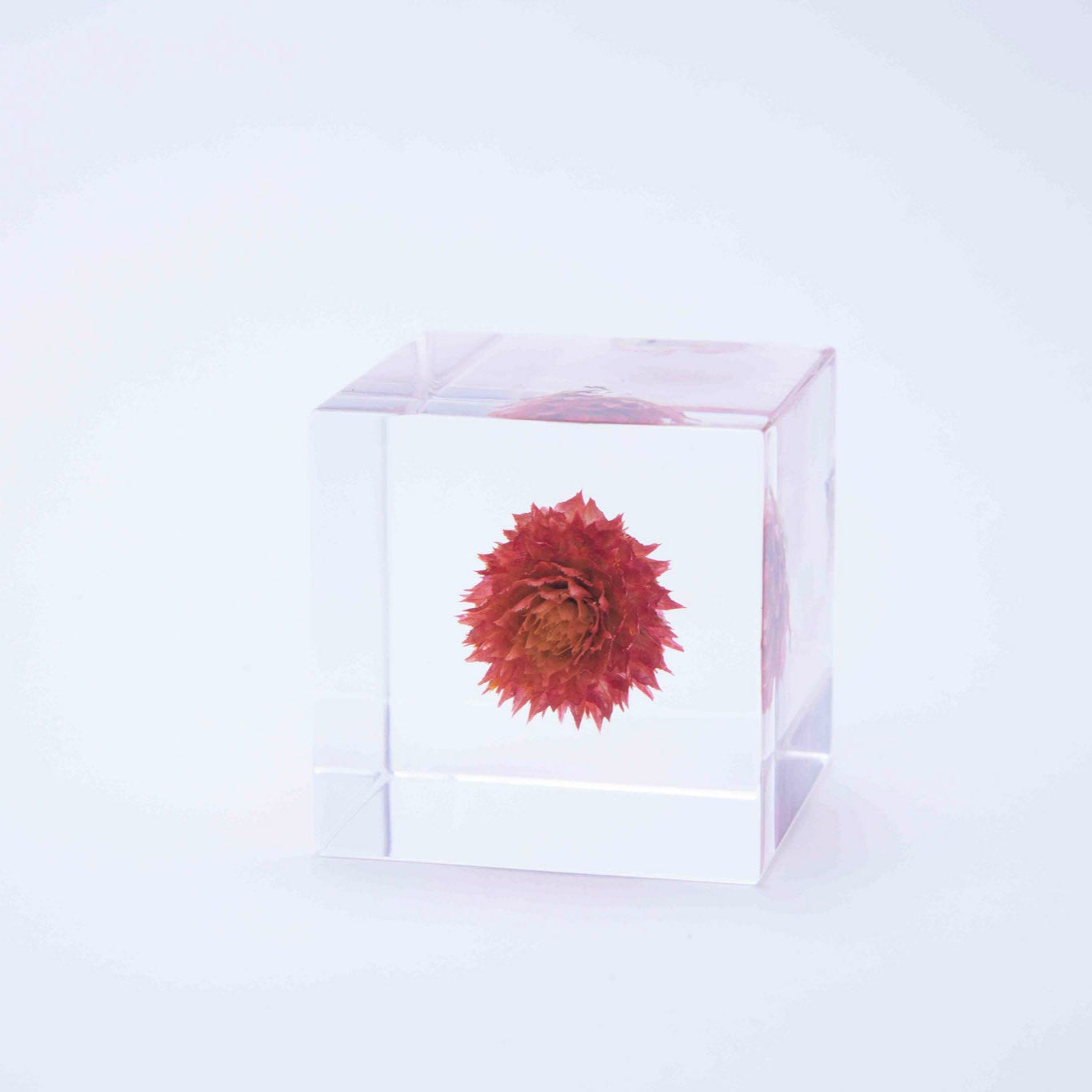 Clear cube with a red flower inside on a white background