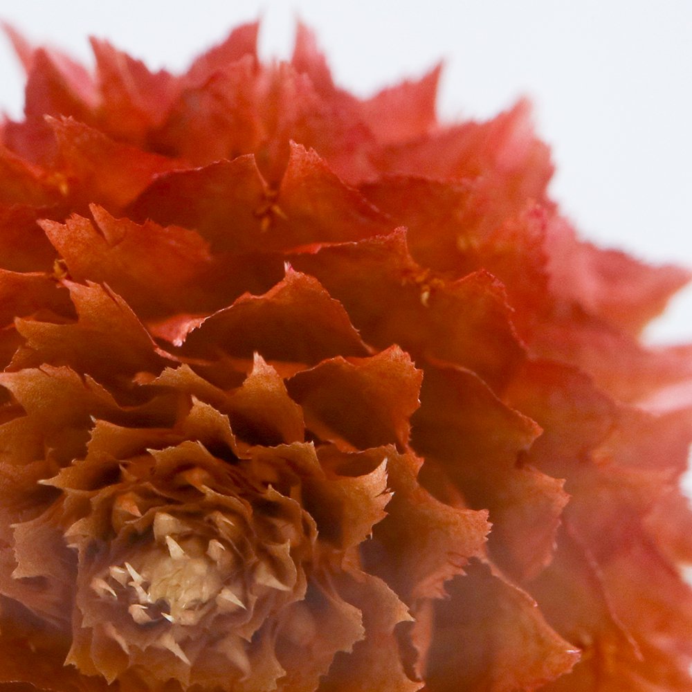Globe Amaranth SOLA CUBE