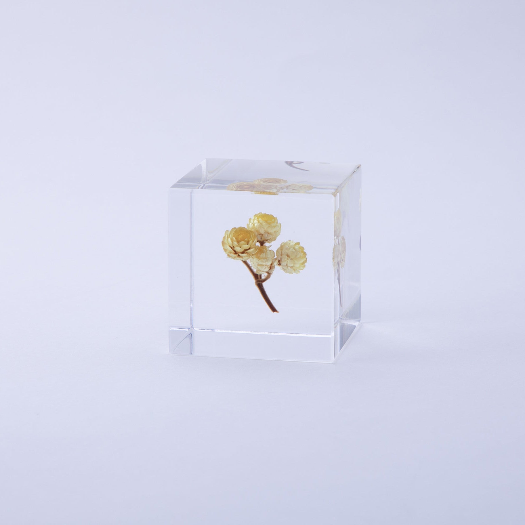Immortelle SOLA CUBE