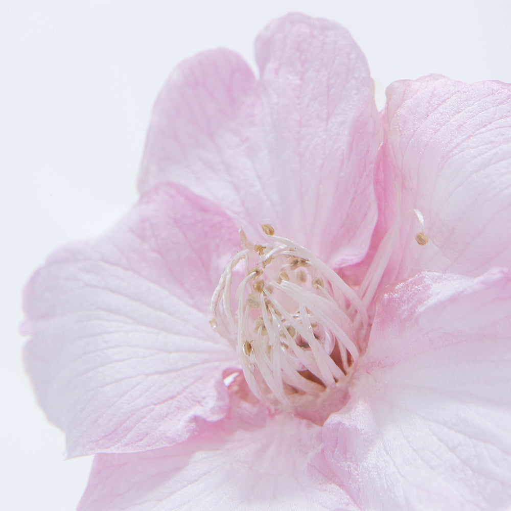 Sakura SOLA CUBE - Kawazuzakura