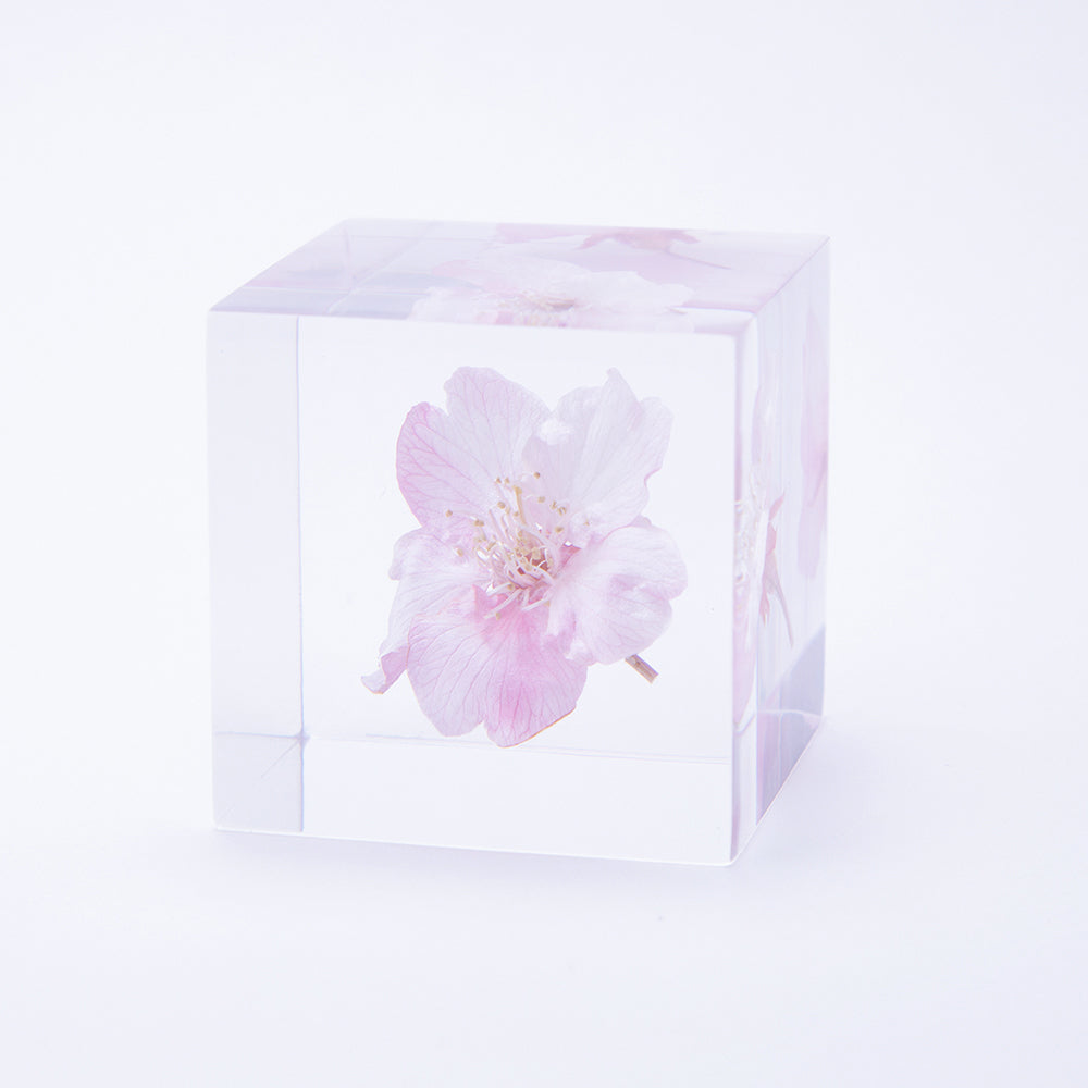 Sakura SOLA CUBE - Kawazuzakura
