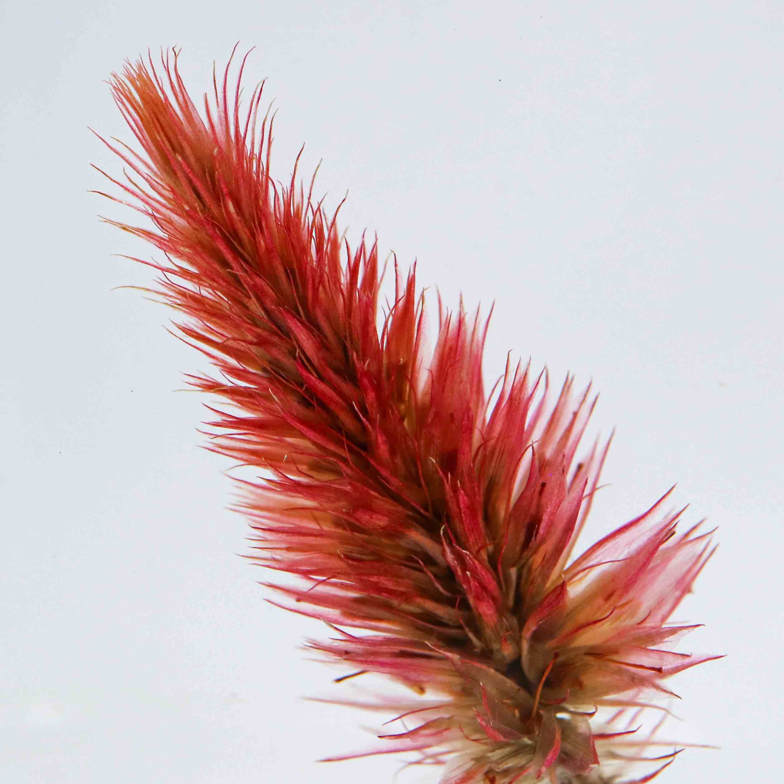 Quail Grass SOLA CUBE