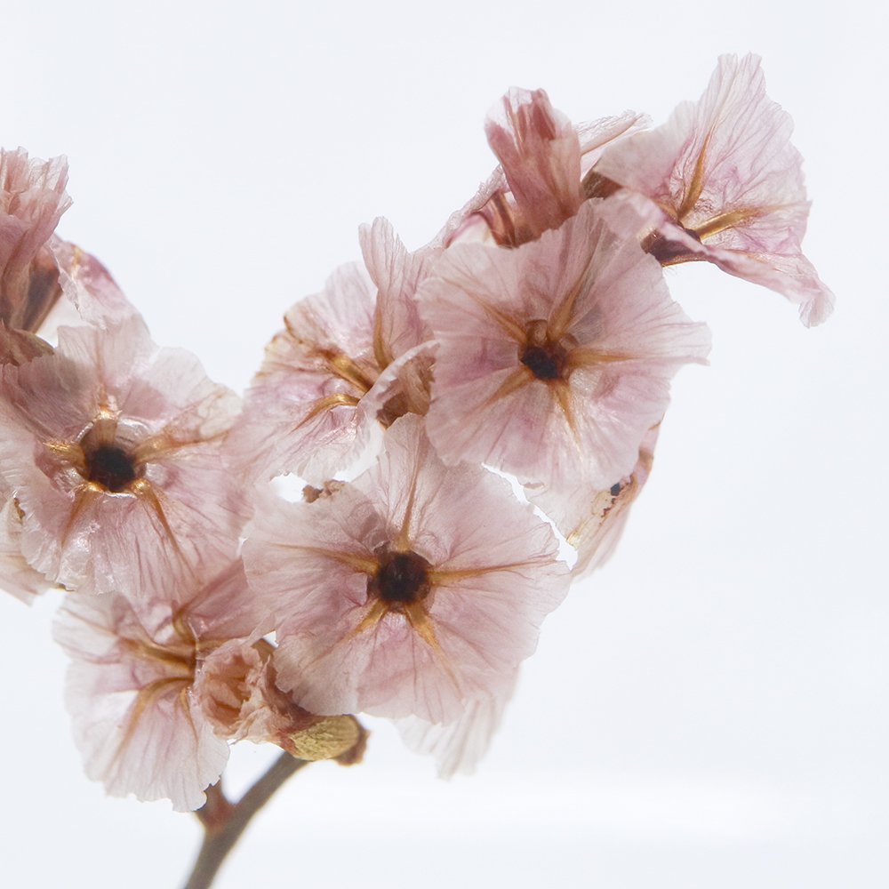 Sea Lavender SOLA CUBE
