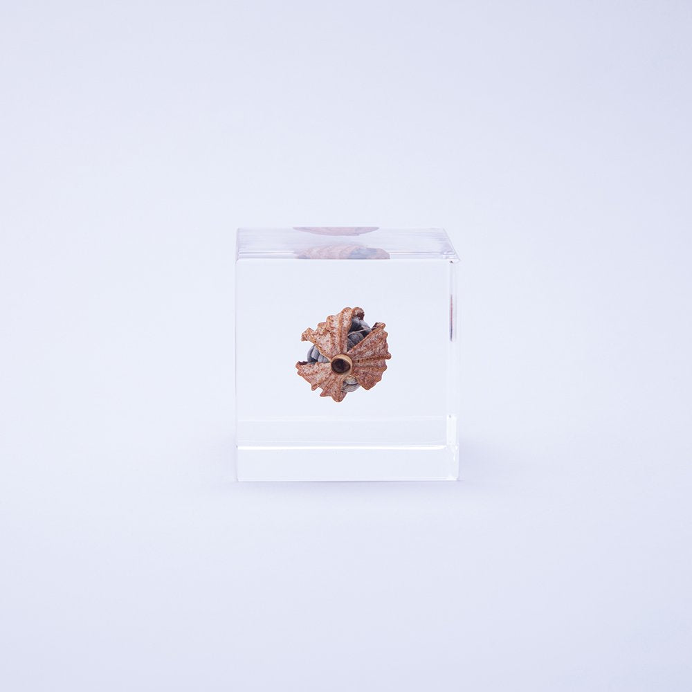 Small decorative item in a clear glass box on a light purple background