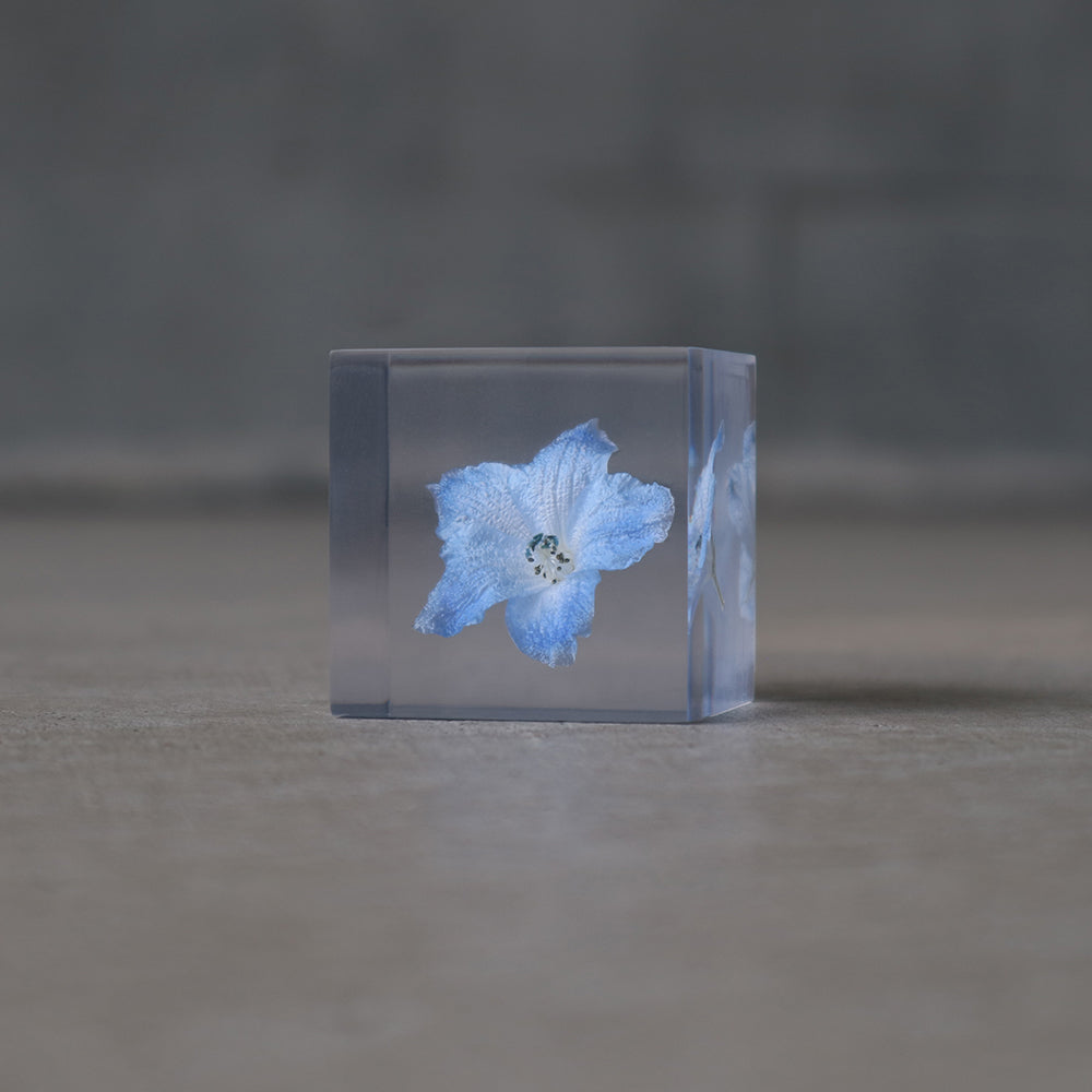 Siberian larkspur SOLA CUBE