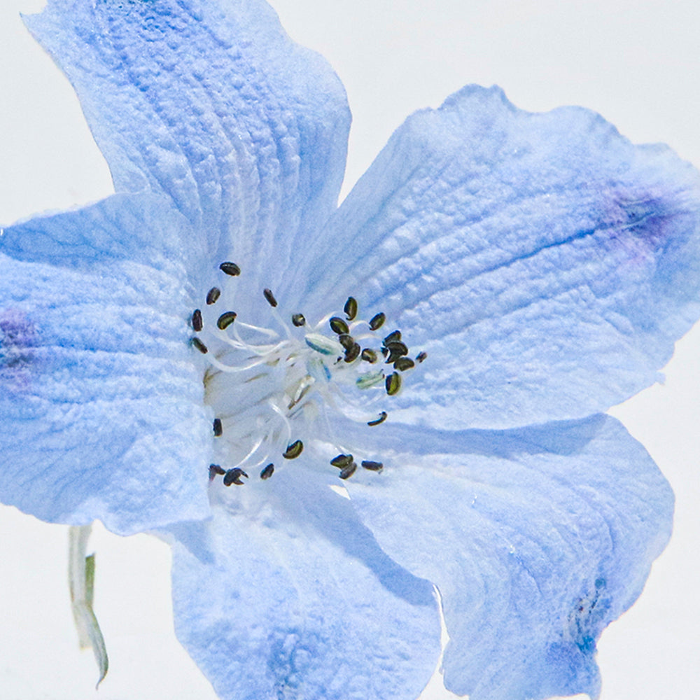 Siberian larkspur SOLA CUBE
