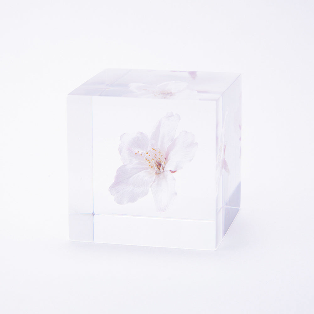 Sakura SOLA CUBE - Someiyoshino