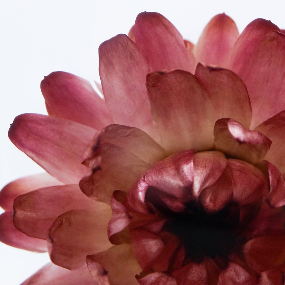 Strawflower SOLA CUBE