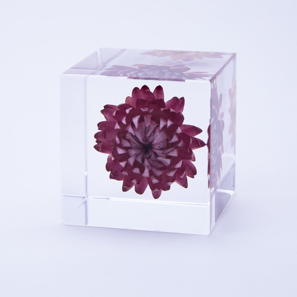 Strawflower SOLA CUBE
