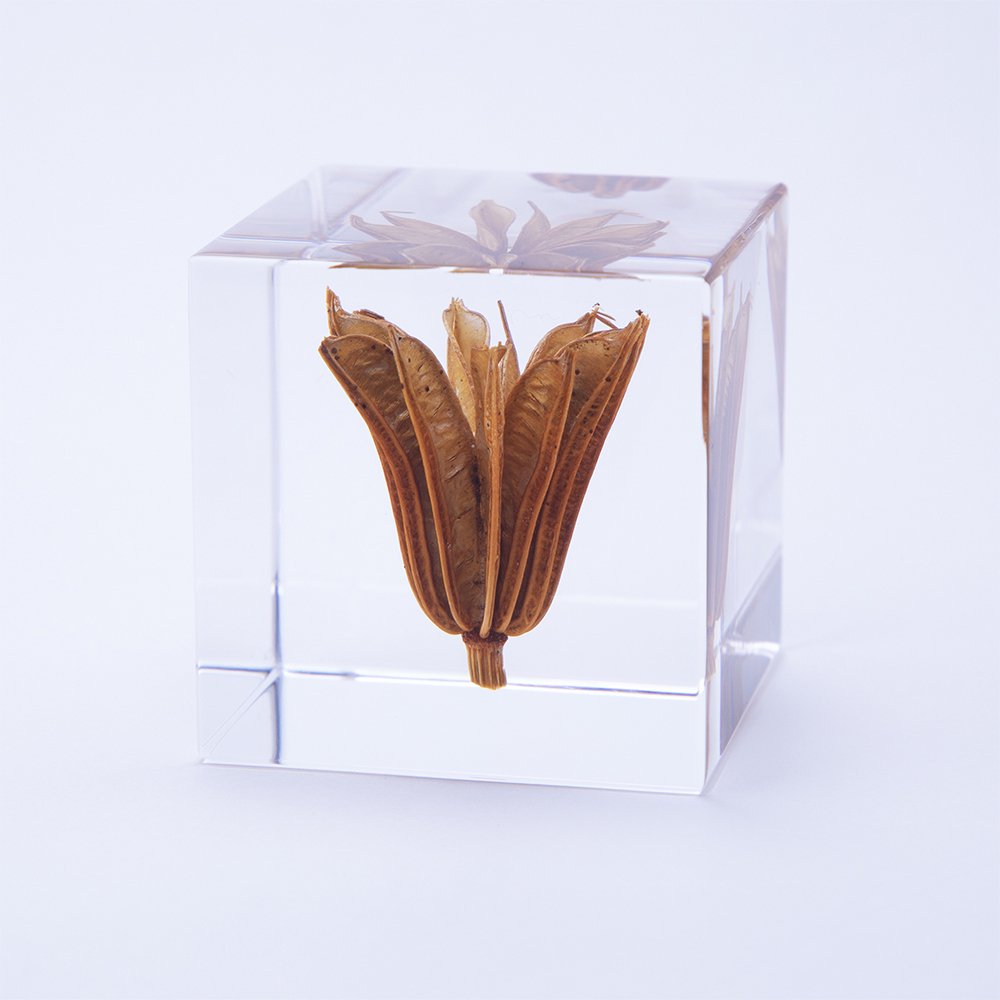 Yellow Fennel Flower SOLA CUBE